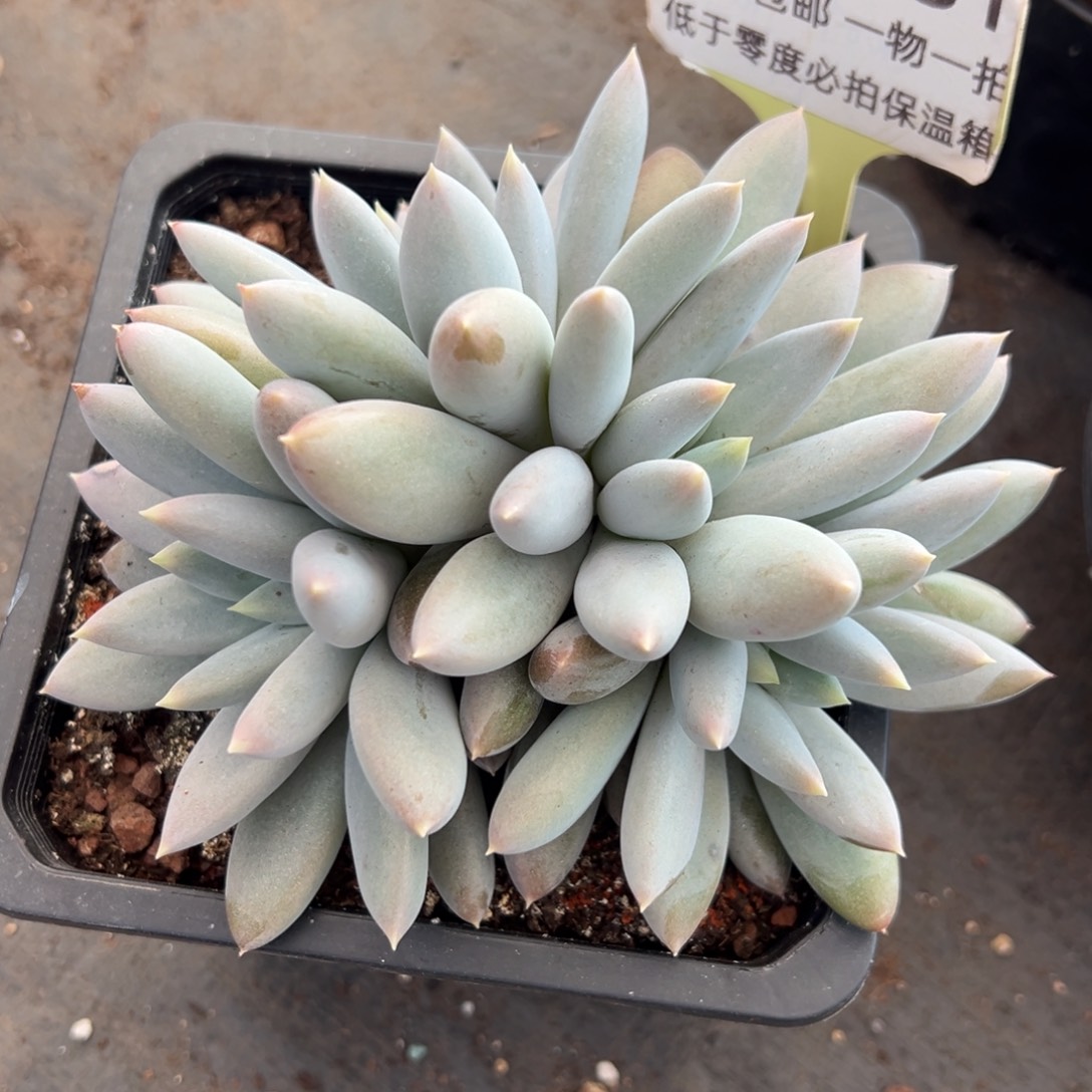 1118331 焦糖体哥特美人4头朵朵