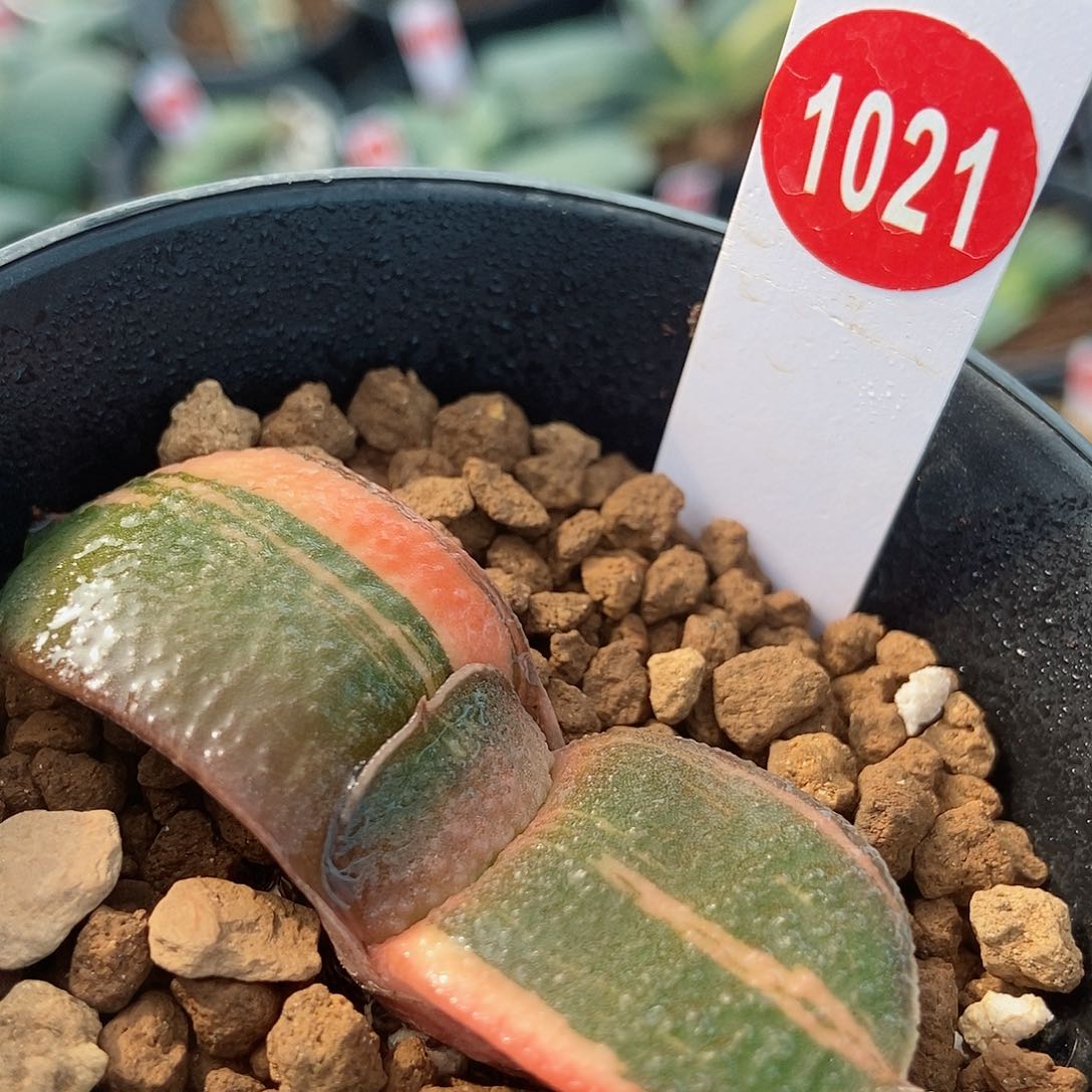 1021卧牛实生锦带盆发货