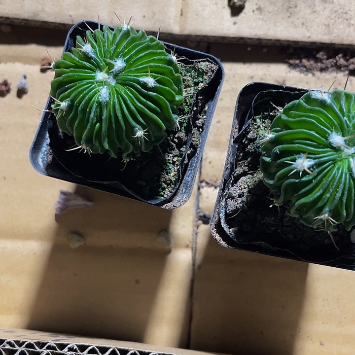 星巴克仙人球6.8带盆土