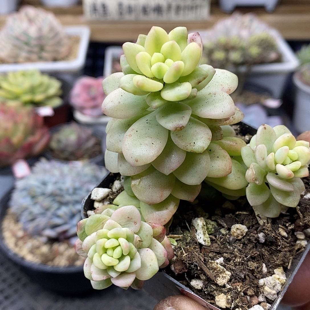 0993 香格里拉覆轮锦自然群