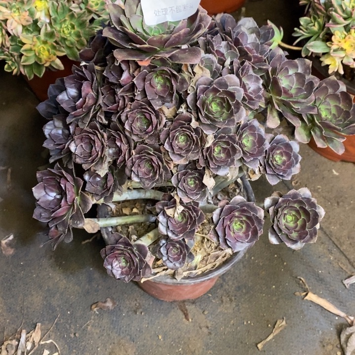 灰圆叶多肉断头不包1229