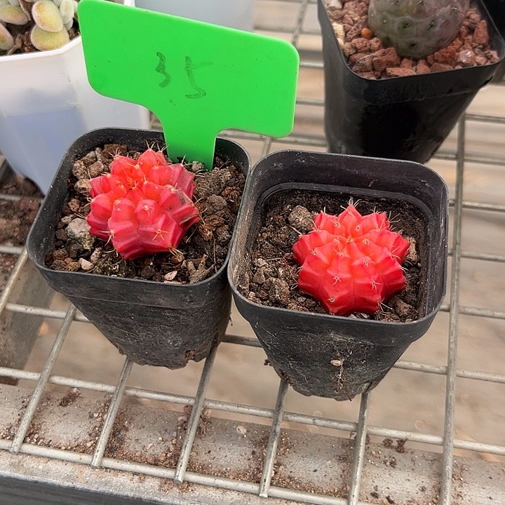 我也不知道我为什么要