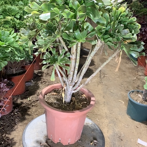 -***朵原始多肉植物法师18