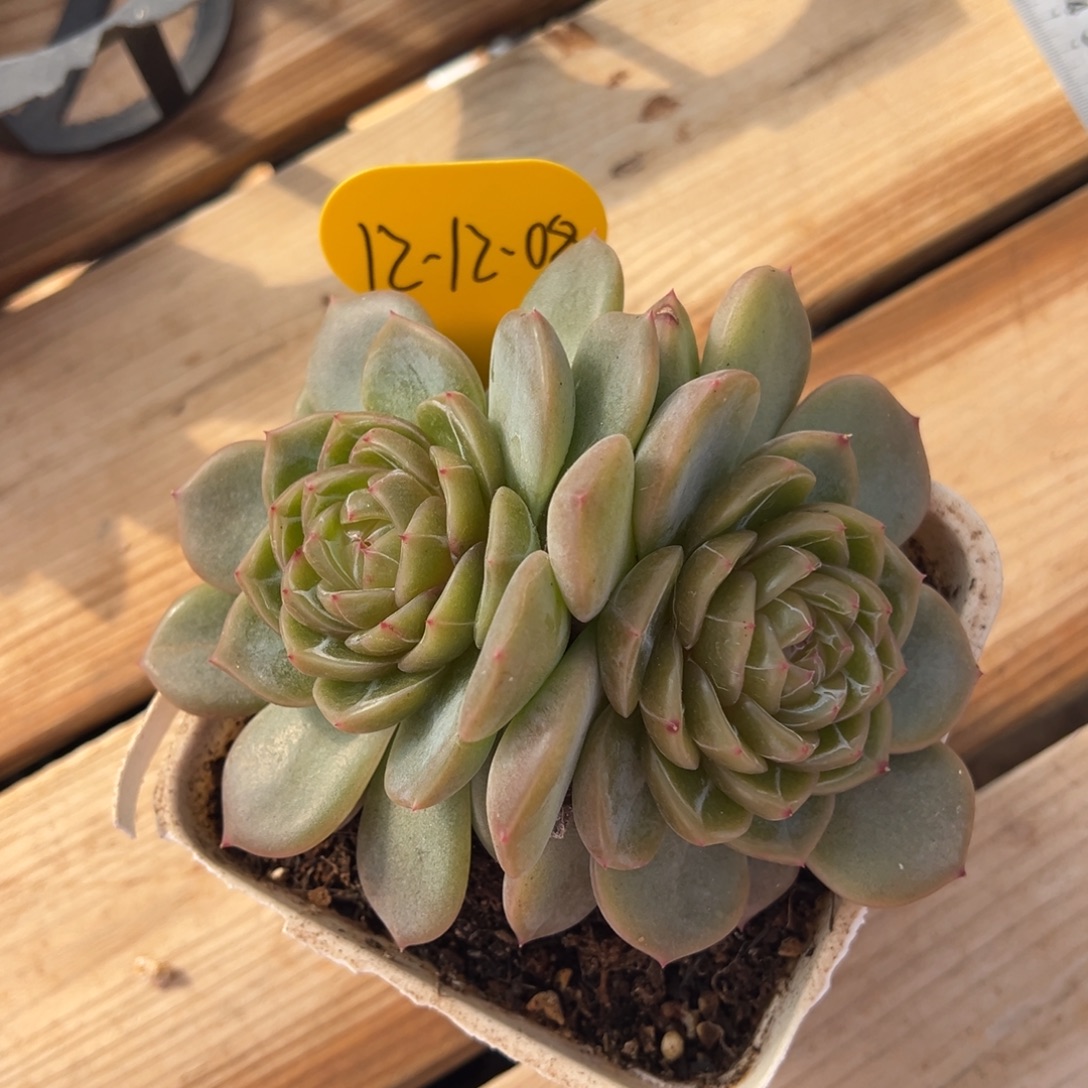 幸***语12-12-08新品珍妮多肉植物