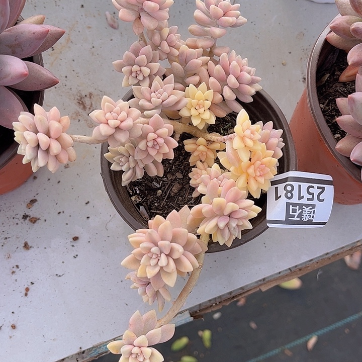 姬秋丽锦25181多肉植物