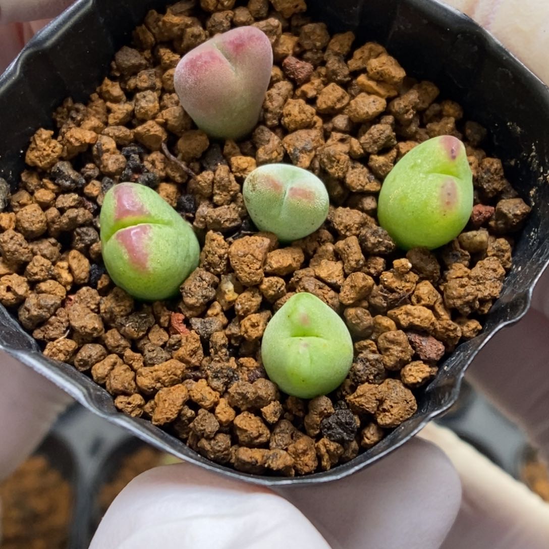 多肉植物肉锥杂交K-4810（0.8）小卡了米