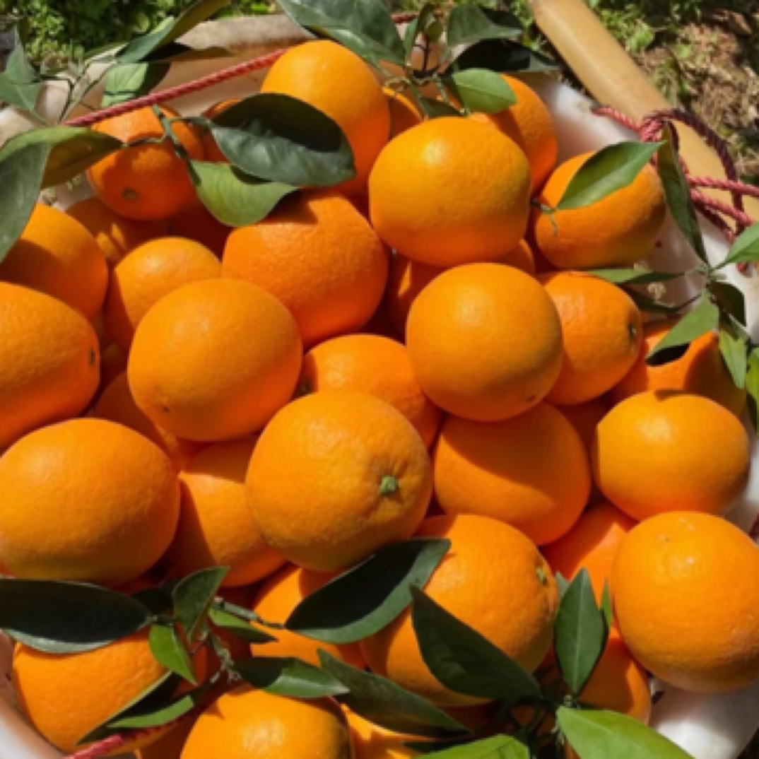 【京东快递】湖北秭归纽荷尔脐橙新鲜到货快递到家上门