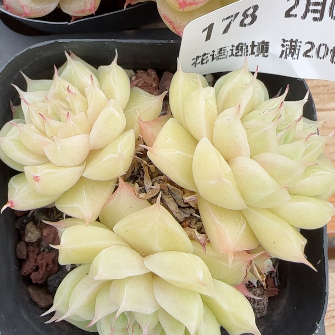 花语逸镜0204-178散