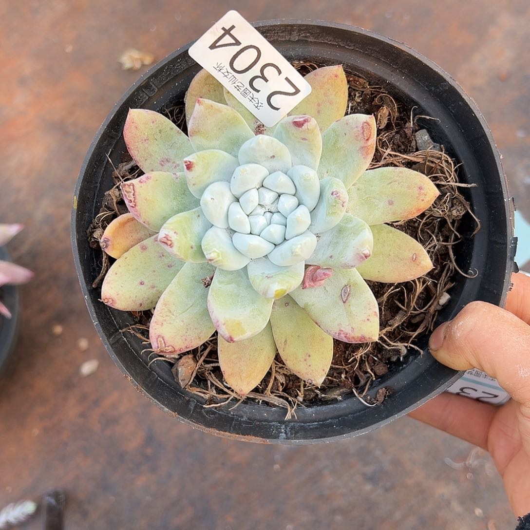 3代杂交仙女杯多肉。