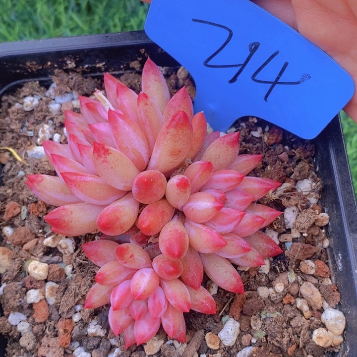 我自己买票吧明天