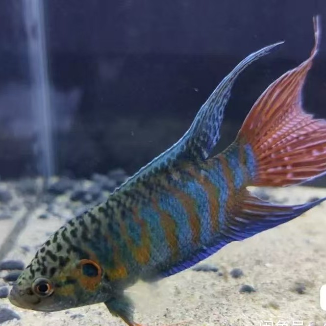 2~3cm纯野生国斗15条，送5条防损