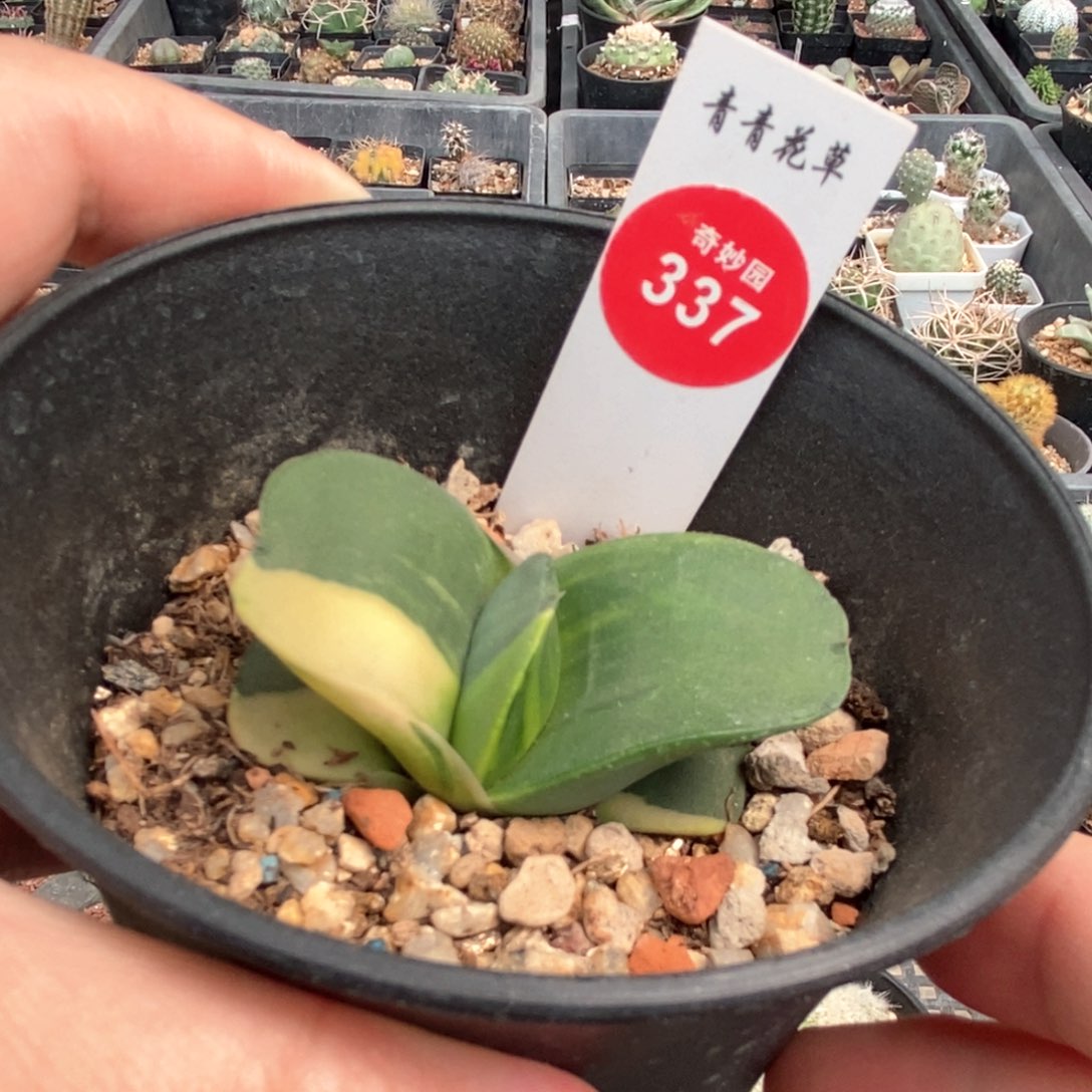 卧牛锦一颗仙人球