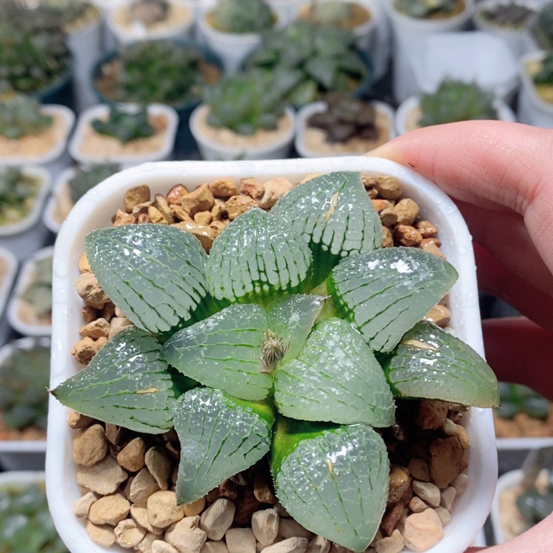 天空之境玉露多肉植物