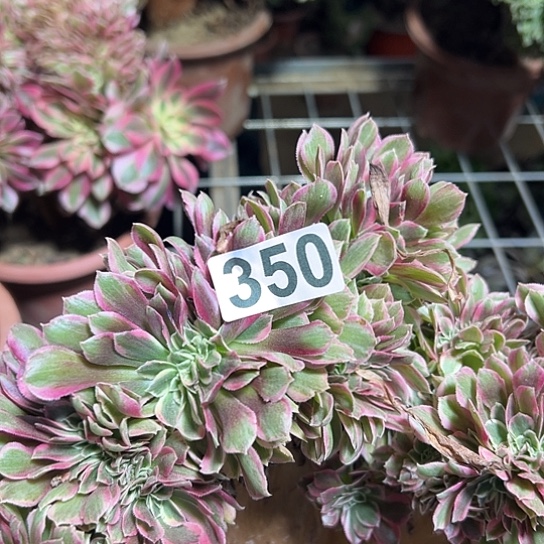 E****多肉植物一个女巫350