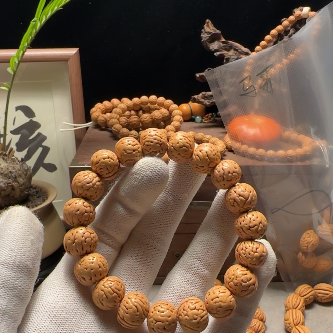 天***ㅤ1.4东北原生态宽脐“芬达”