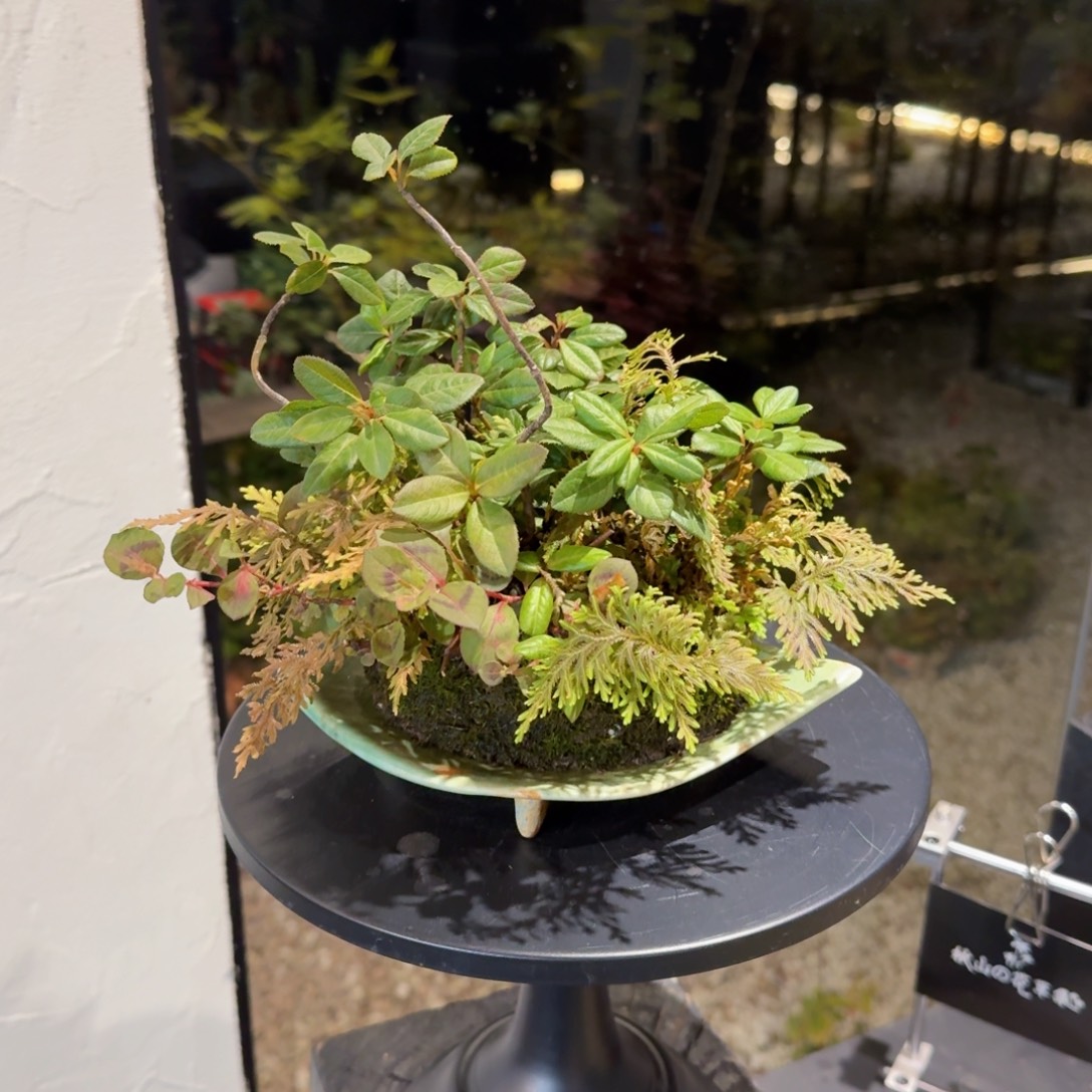 无花朵山野草手作盆