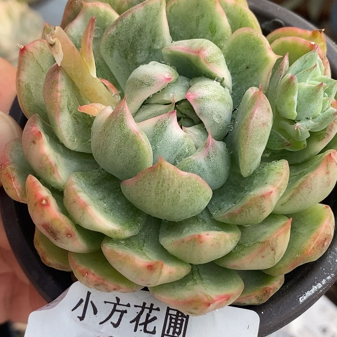 334女王玛利亚锦  小方花圃一物一拍