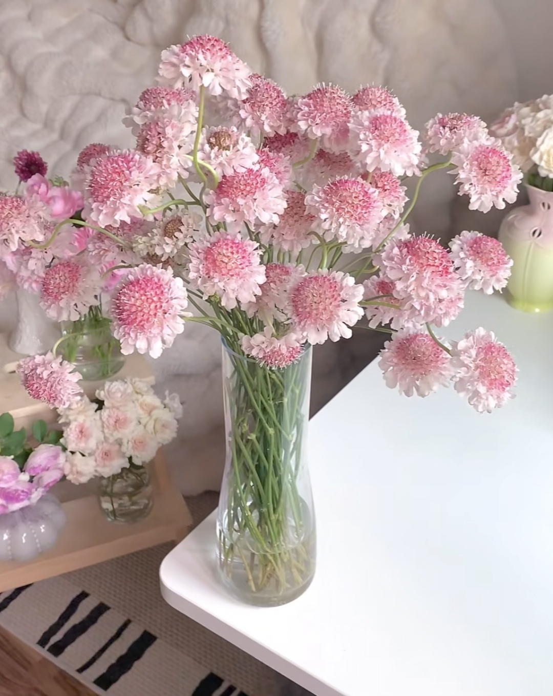 松虫草 云南鲜花基地现采直发