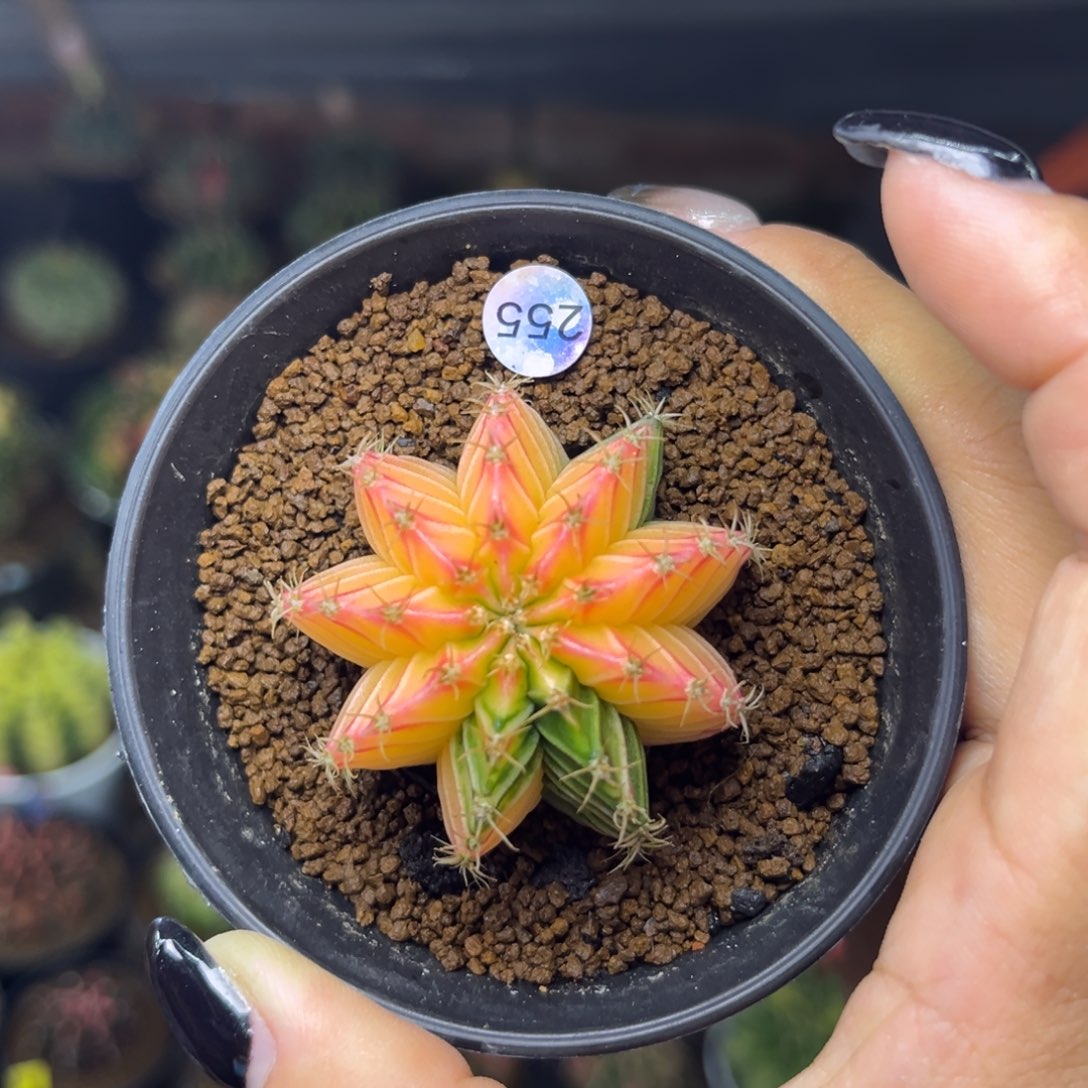 255 特价捡漏 带盆土