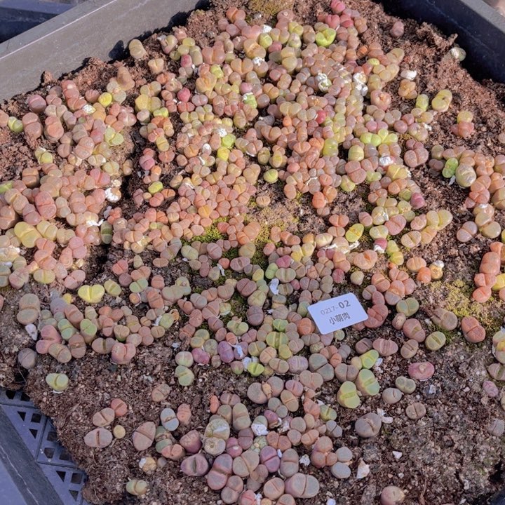 02号一大筐风铃00000002