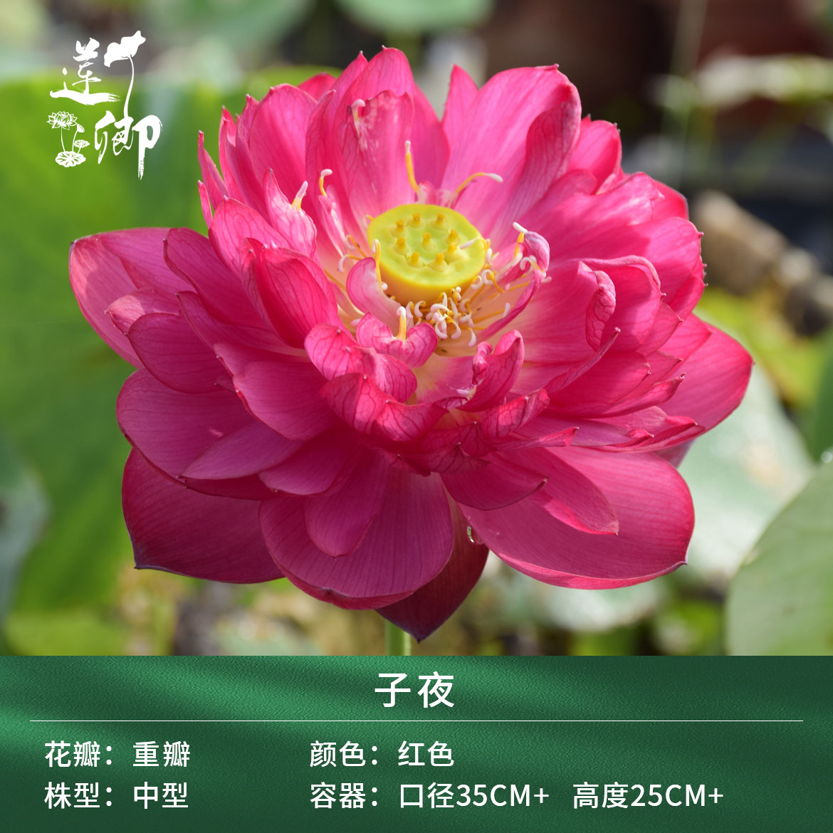 【子夜】（莲卿）中型红色重瓣荷花阳台盆栽露台种藕根茎苗