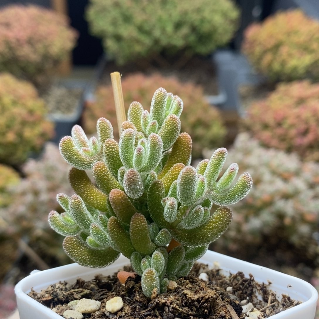 枝干冰橙4555年后发货