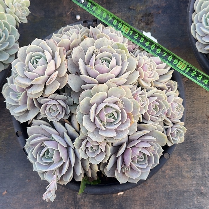 露娜莲114 多肉植物一物一拍