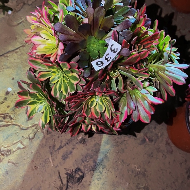 336朝霞多肉植物处理不售后砍头丛林