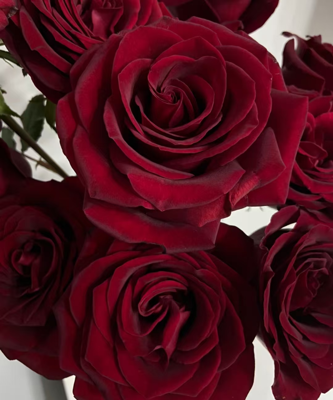 黑魔术中苗  四季灌木月季