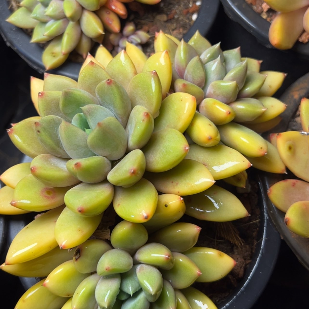 【闪购商品】象牙三头起多肉39.8