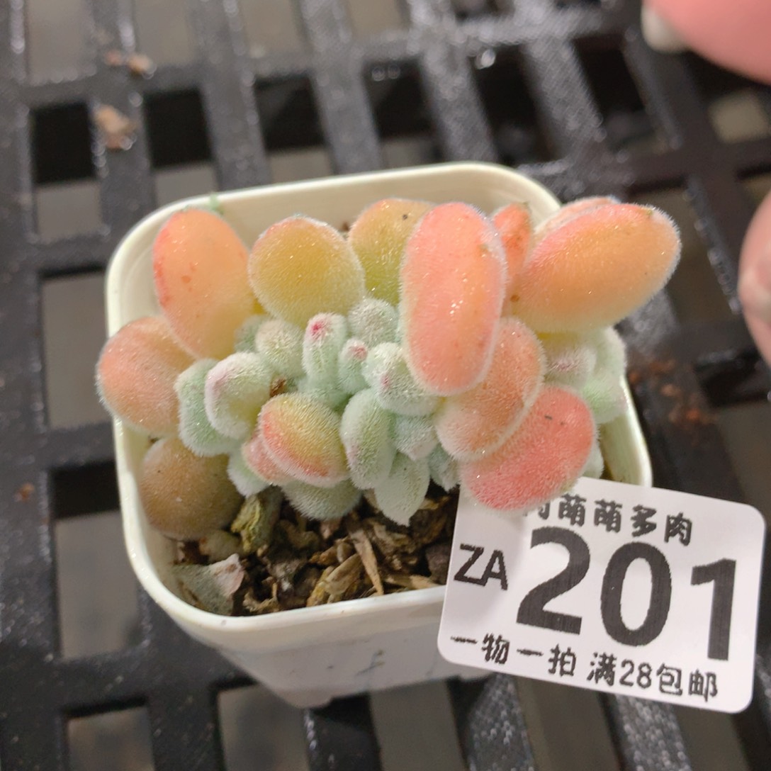 肉萌萌拇指盆精控多肉ZA201