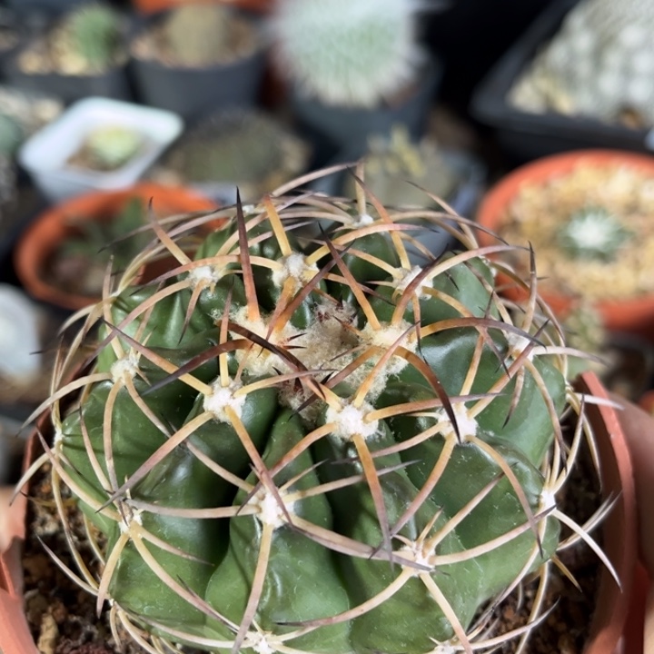 仙人球一物一拍实生