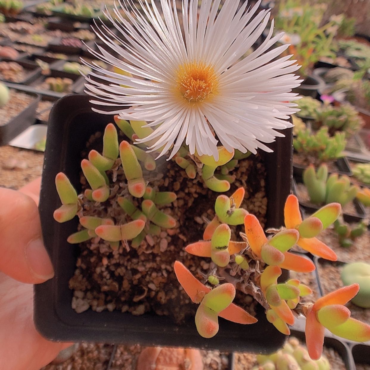 【闪购商品】2-12-15 枝干兔一盆特80