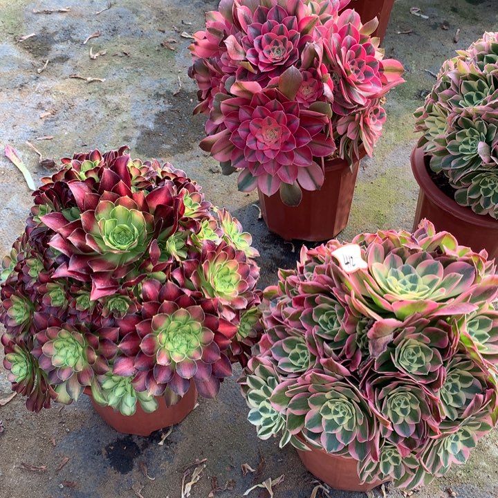 不包损412号韶华白凤老桩