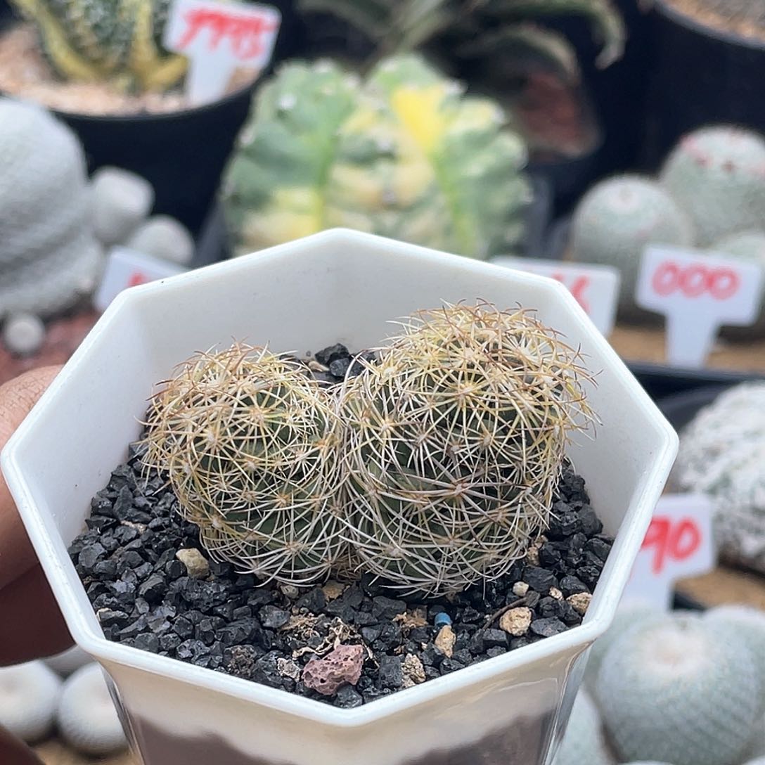 实生顶花球属 双头海胆丸