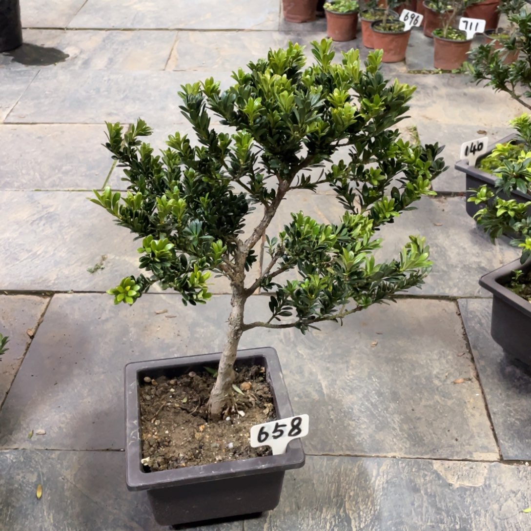 阿***勇以实际为准罗汉松黑珍珠658带盆