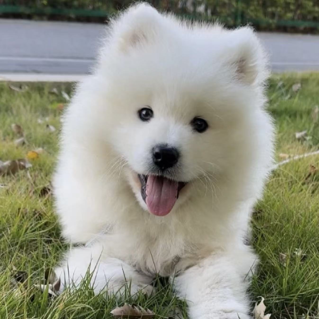 明哥宠物伴侣犬聪明温顺乖小狗超甜版宠物狗狗