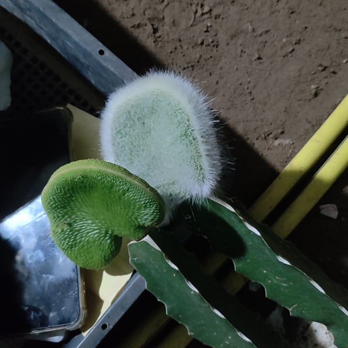 *****仙人球九尾狐缀化青蛇缀化两个