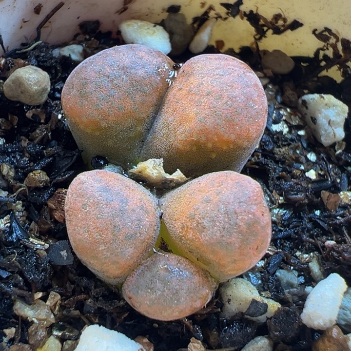 563多肉植物种类多样