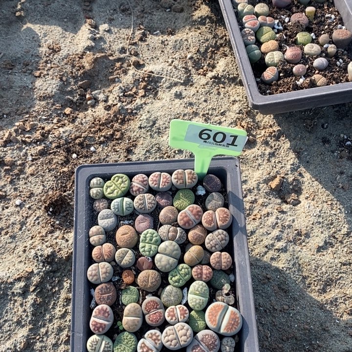 c***e生石花等植物的生长601