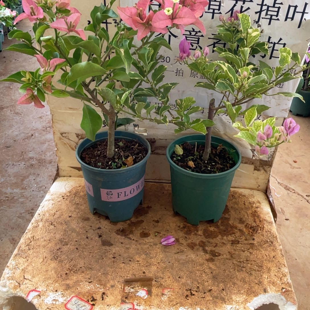 当前无花朵，栽培后可花朵15h2
