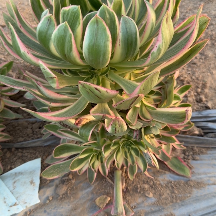 往**风1245一号棚清莲多肉D