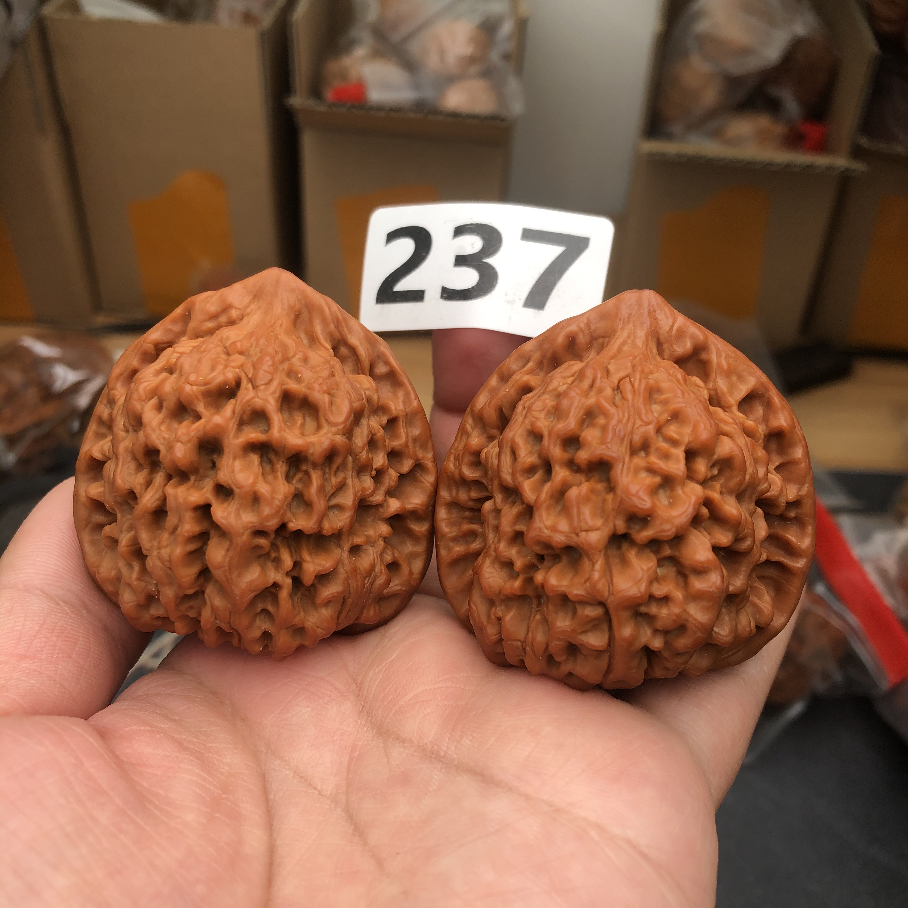 49尺寸文玩核桃大官帽特大尺寸放福利放漏