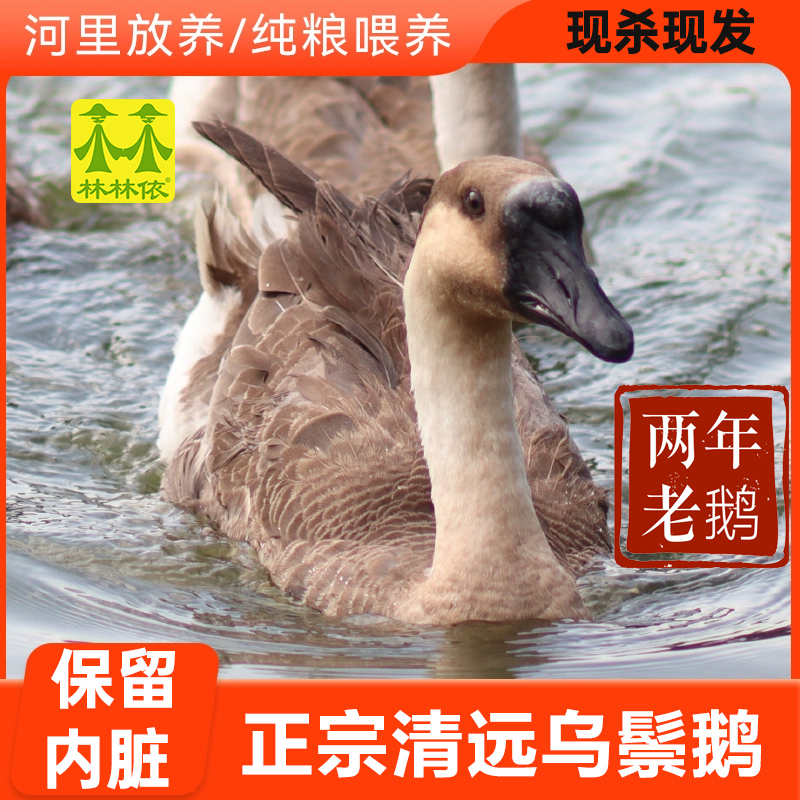 【两年老鹅】清远乌鬃鹅7~8斤 现杀现发广东黑棕鹅新鲜散养土鹅肉