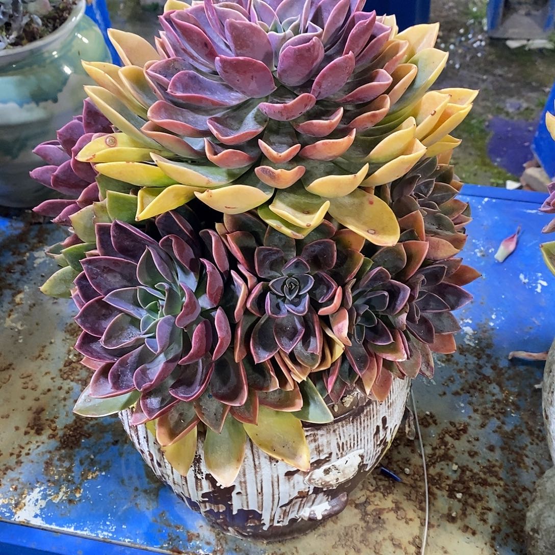 紫气东来多肉植物包邮到家