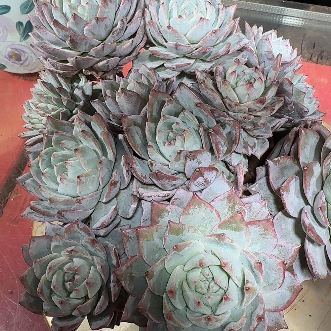 叶***叶大鸟一颗带缀话一颗寄养