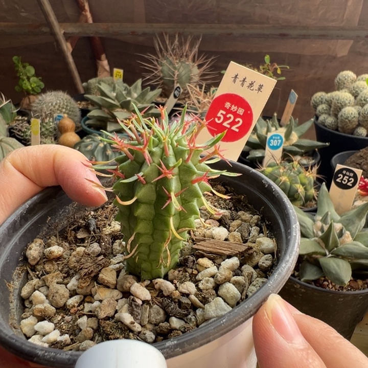 实生红刺群星冠3cm