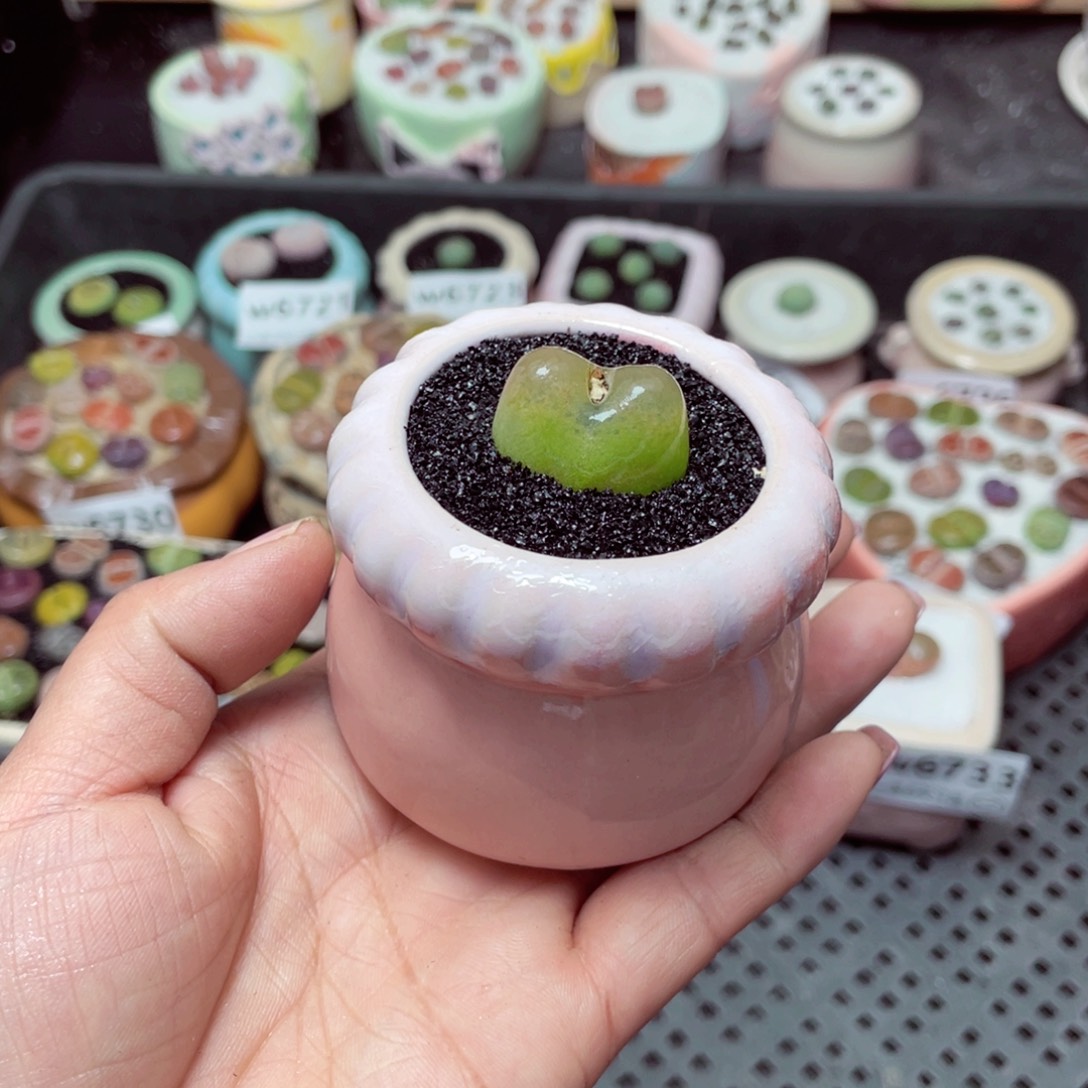 w6734 -零下地区拍保温箱-15支持寄养