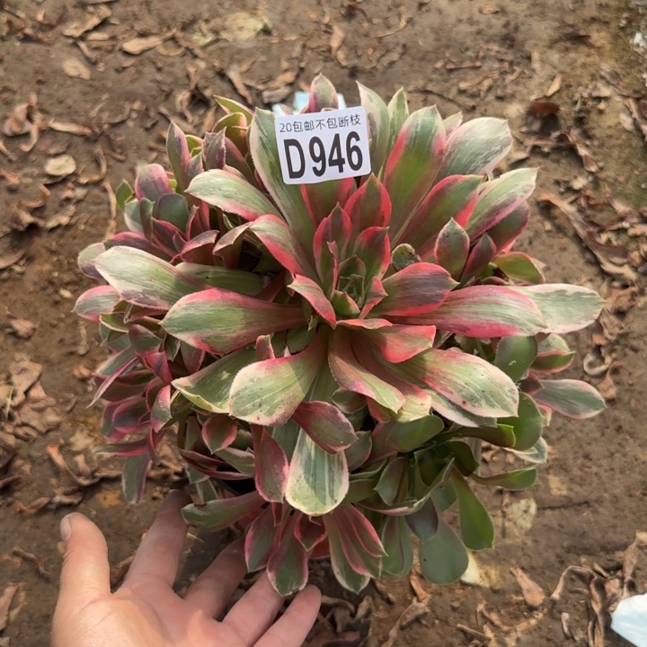 浣纱……多肉植物……