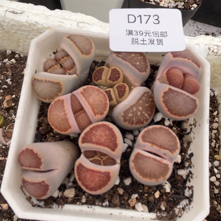 173哈哈好的肉给个哈哈哈